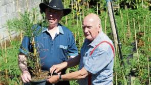 Crann's open day at Matt Fogarty's Tree Farm, Drominagh