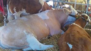 Huge numbers attending Clonmel Show in sweltering conditions