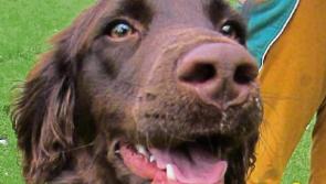Help Annie the Lab/Spaniel mix find her forever home