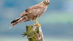 Tipperary farms included in new hen harrier programme