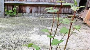 Campaign to wipe out Japanese knotweed in Co. Tipperary 