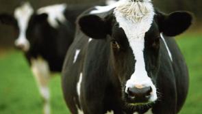 Tipperary farming: analysis shows huge gap on price paid by processors