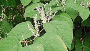 Practical Japanese Knotweed workshops