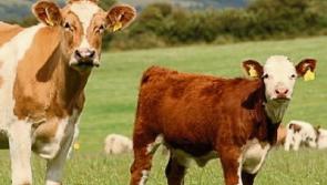 Tipperary farming: no confidence in beef price competition controls