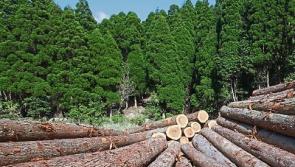 Tipperary farmers advised to postpone forestry planting until the autumn