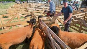 Clonmel Show - Results Part 1