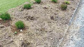 €300 of Cashel Tidy Towns shrubs stolen