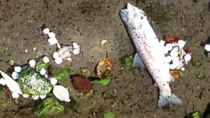 Tipperary farmers urged to be careful to avoid  fish kills during silage season