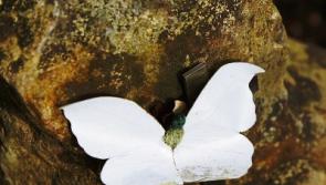 Late Margaret White, Rathdowney