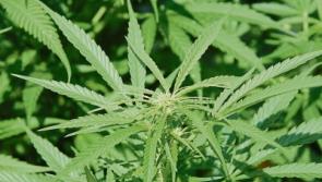 Two jailed for €864,000 Tipperary Cannabis Growhouse 