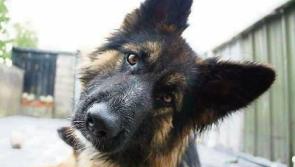 Vote for Tipperary's Roxy the 'Nose of Tralee'