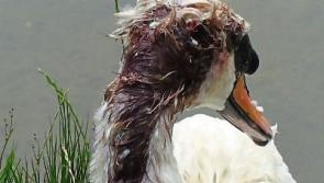 Outrage as Mute Swan suffers horrific injuries at Tipperary wildlife sanctuary