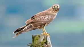 Tipperary landowners urged to attend meetings on Hen Harrier Project