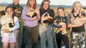 Cahir girls rescue abandoned puppies