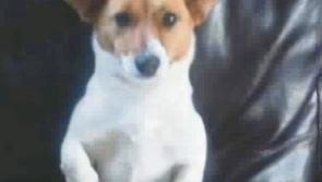 Help needed to find two missing dogs in Tipperary