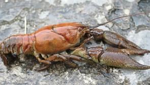 Breaking:Tipperary water users urged to be vigilant after Lorrha River is hit by Crayfish Plague
