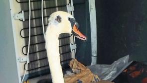 Injured Tipperary swan fully recovered and released back on to the water