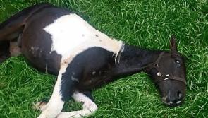 Sulky races "an absolute disgrace" says Tipp animal welfare campaigner