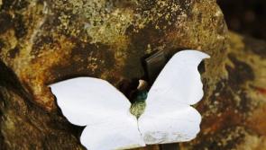 Recent deaths - Borris in Ossory