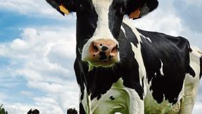 Tipperary farming: IFA says GDT auction prices justify August milk price increase