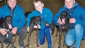 BoyleSports Irish Greyhound Derby: Five Tipperary trained greyhounds eyeing €287,500 prize fund ahead of semi-finals
