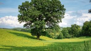 Tipperary Primary schools encouraged to plant an Oak Tree this Tetra Pak Tree Day