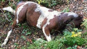 Shock as dead horse left to rot on Clonmel scenic walk
