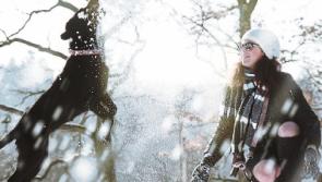 Tipperary dog owners - Keep your pets safe in Winter