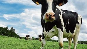 Kildalton Open Source Sustainable Dairy Farm Open Day