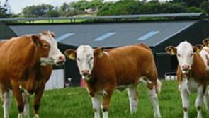 Tipperary farming: IFA protest over proposed Mercosur deal on beef