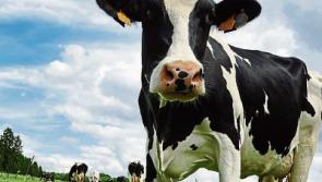 Ophelia aftermath: Tipperary farmers are urged to share power generators to enable milking to be done