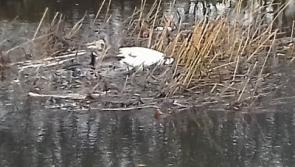 Dead swan, rubbish pile-up at the Riverwalk, Thurles