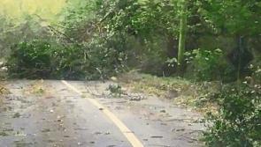 Tipperary landowners told they are 'responsible for trees along roadside'