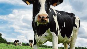 Tipperary farming: fixed milk price 'not for everyone'