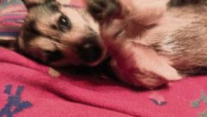 Appeal - can you reunite this lost little dog with its owner?
