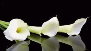 Kilkenny deaths for Wednesday, August 29