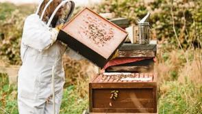 Tipperary hive share is the buzz word at Gifted Fair at RDS