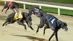 Veyron is on the Ball at Thurles Greyhound Stadium