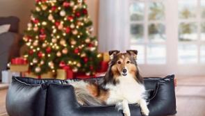 Tipp pet owners spending up to €120 on pet Christmas presents!