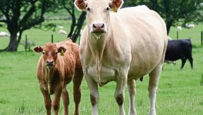 Tipperary farming: any deal on Brazilian beef under Mercosur would be 'toxic'