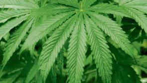BREAKING: Gardaí seize cannabis worth €50,000 from Roscrea grow house, in Co. Tipperary