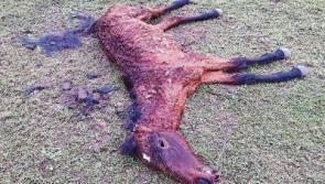 Shock as bodies of three horses discovered near Clonmel