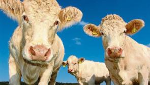 CalfCare Event in Tipperary