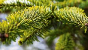 Carrick-on-Suir fury as town left without Christmas tree for first time in nearly fifty years