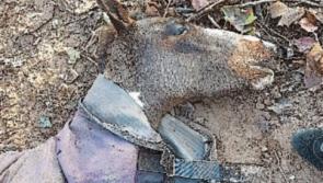 Another shocking case of animal cruelty discovered in Clonmel
