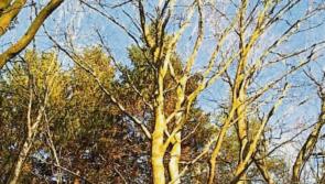 TRAFFIC: Tree trimming in Ballina may cause road delays next week