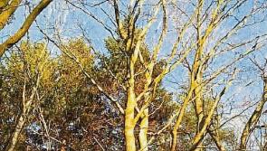 Nenagh councillors want overhanging trees cut along Tipperary's roads