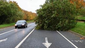 Call for action on Tipperary's roadside trees before lives are lost in another storm