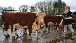 Tipperary farming: Herdwatch app helps keep a watching brief on paperwork