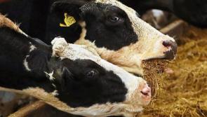 Tipperary farming: Minister Creed 'can't ignore developing fodder crisis'